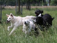 Puppys van Bliss040622-0119